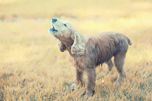 Cute American Cocker Spaniel Beautiful Thoroughbred Dog — Stock Photo, Image