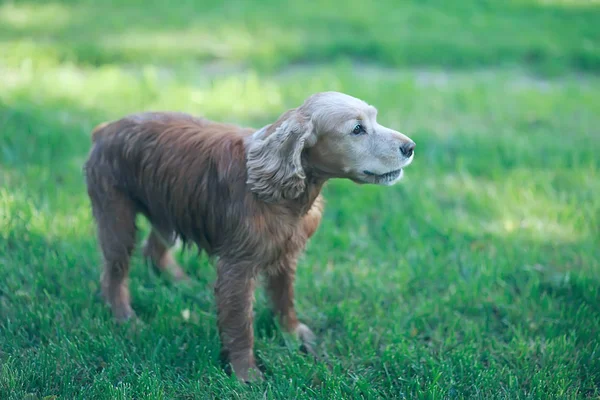 Lindo Cocker Spaniel Americano Hermoso Perro Pura Sangre — Foto de Stock