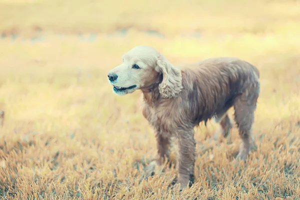 Bonito Americano Cocker Spaniel Belo Cão Puro Sangue — Fotografia de Stock