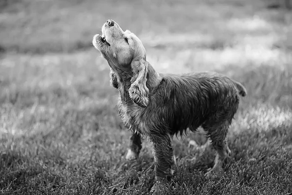 Śliczne Cocker Spaniel Amerykański Piękny Rasowy Pies — Zdjęcie stockowe