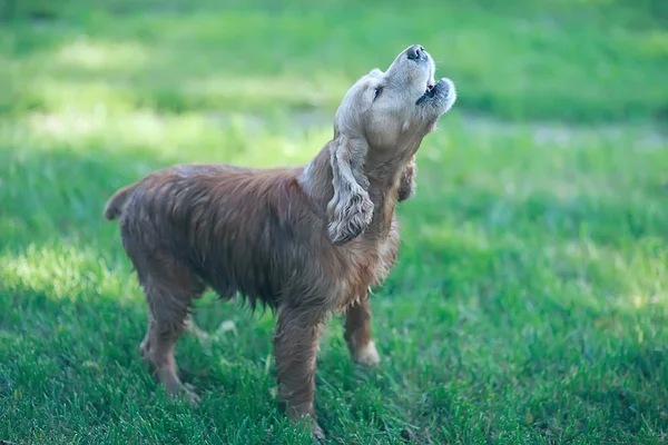 Leuke Amerikaanse Cocker Spaniel Mooie Volbloed Hond — Stockfoto