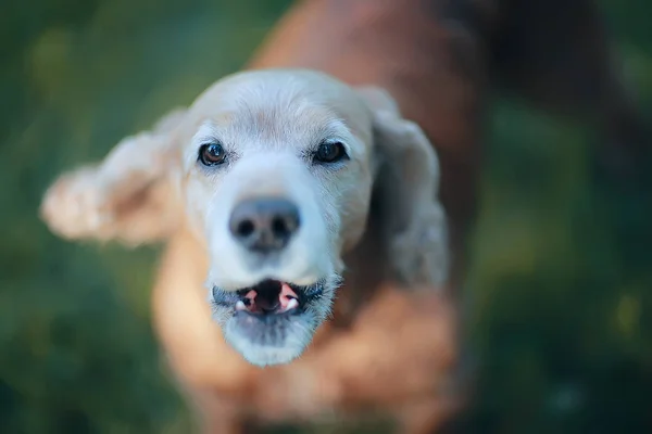 Bonito Americano Cocker Spaniel Belo Cão Puro Sangue — Fotografia de Stock