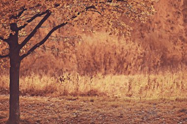 sarı sonbahar orman manzara / sarı yapraklar ormandaki ile güzel ağaçlar Ekim sonbahar, mevsim manzara peyzaj