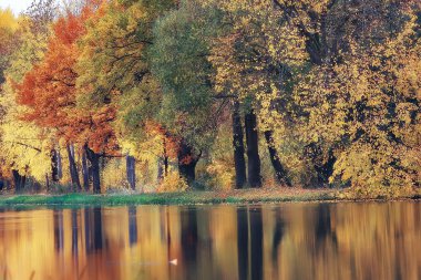 sarı ağaç ve göl Park şaşırtıcı sonbahar manzara 