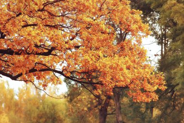 güzel sonbahar orman manzara güneşli bir gün, Hint yaz 
