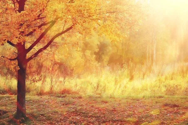Красивый Пейзаж Индийского Лета Желтые Деревья Леса Солнечные Лучи — стоковое фото