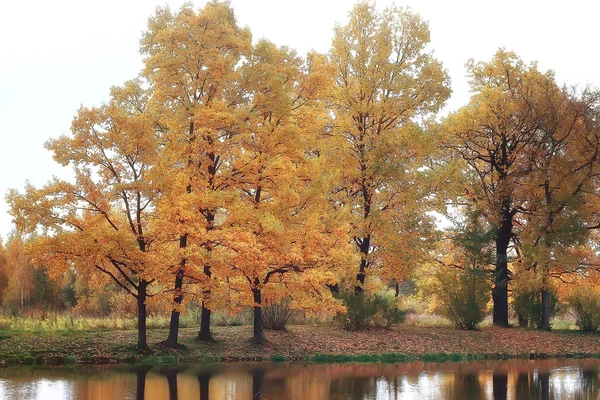 Outono Paisagem Árvores Amarelas Parque Outono Floresta Laranja Brilhante — Fotografia de Stock