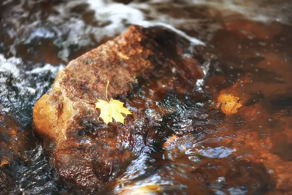 Sarı Ağaç Göl Park Şaşırtıcı Sonbahar Manzara — Stok fotoğraf