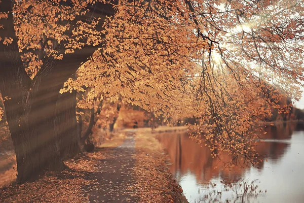 Herfst Landschap Zonnestralen Herfst Bomen Zonsondergang Het Bos Met Gele — Stockfoto