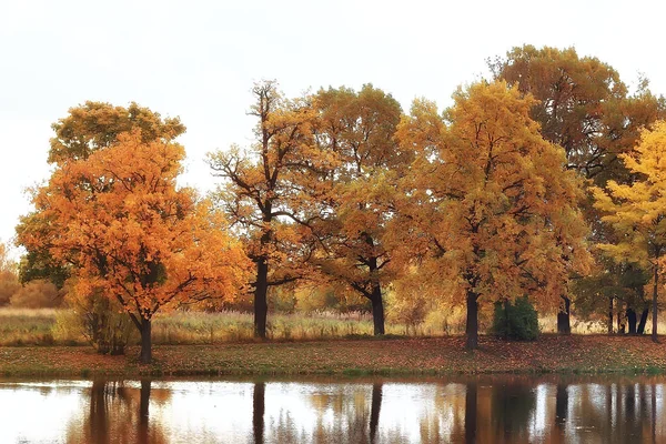 Bir Sonbahar Park Birikintisi Peyzaj Sonbahar Orman Reflections Sonbahar Ağaçlar — Stok fotoğraf