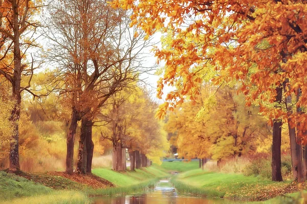 Gele Herfst Boslandschap Mooie Bomen Met Gele Bladeren Het Bos — Stockfoto