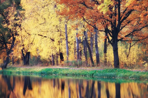 Amarelo Outono Floresta Paisagem Belas Árvores Com Folhas Amarelas Floresta — Fotografia de Stock