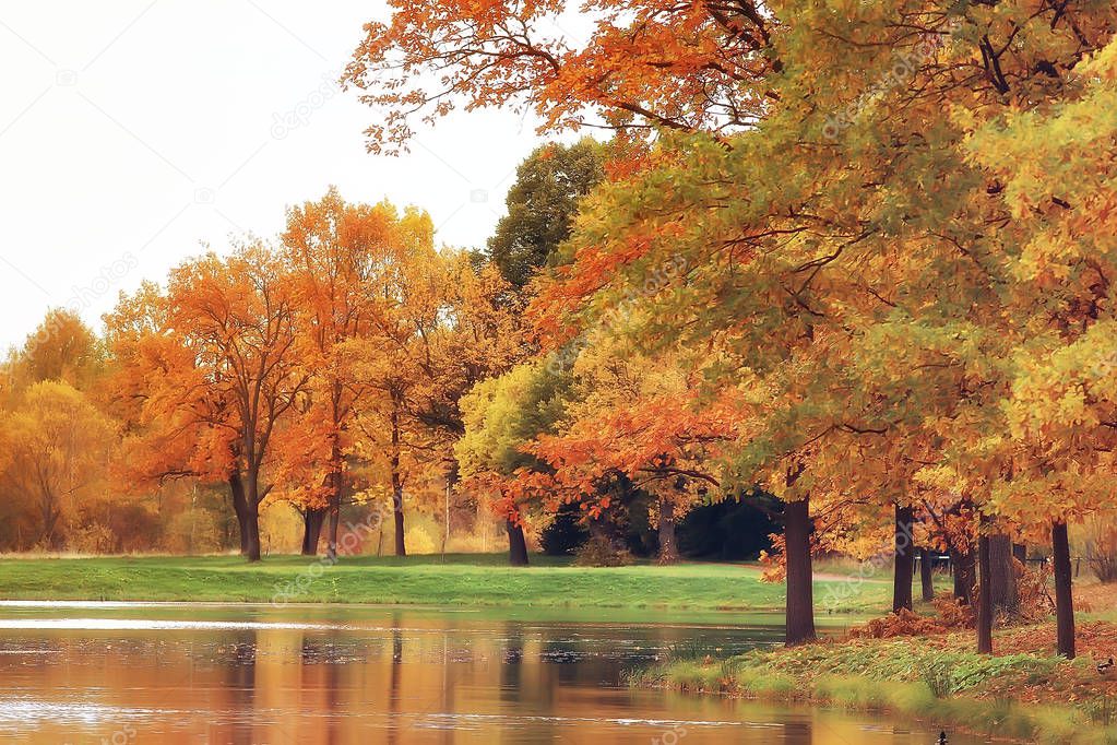 yellow autumn forest landscape / beautiful trees with yellow leaves in the forest, landscape October autumn, seasonal landscape