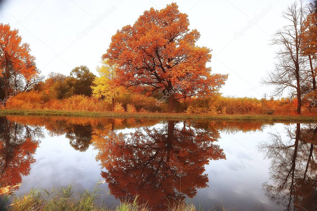 yellow autumn forest landscape / beautiful trees with yellow leaves in the forest, landscape October autumn, seasonal landscape