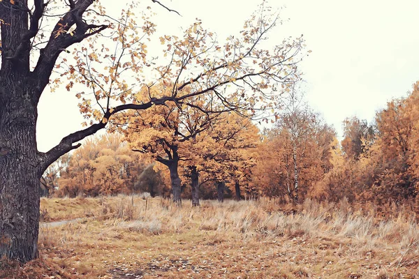 秋天在德国或城市公园在欧洲 德国秋天风景 — 图库照片