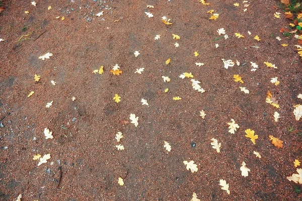 Hintergrund Abgefallener Blätter Gelb Und Orange Abgefallene Herbstblätter Auf Dem — Stockfoto