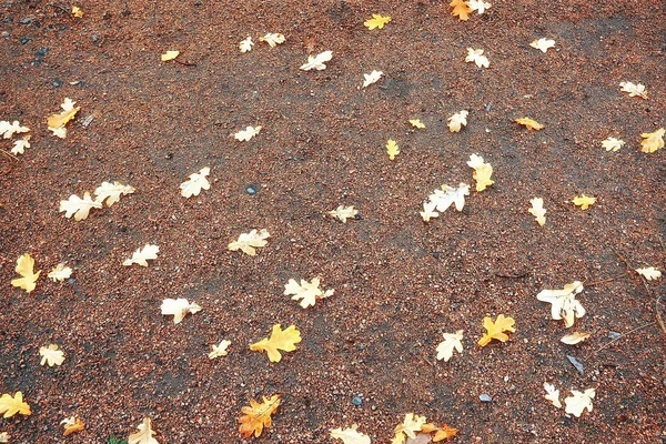 Hintergrund Abgefallener Blätter Gelb Und Orange Abgefallene Herbstblätter Auf Dem — Stockfoto