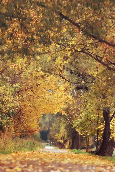 Paysage Automne Arbres Jaunes Dans Parc Automne Forêt Orange Vif — Photo