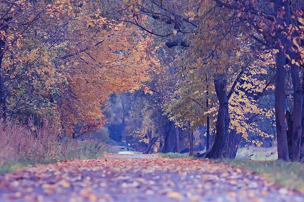 Giallo Autunno Foresta Paesaggio Bellissimi Alberi Con Foglie Gialle Nella — Foto Stock