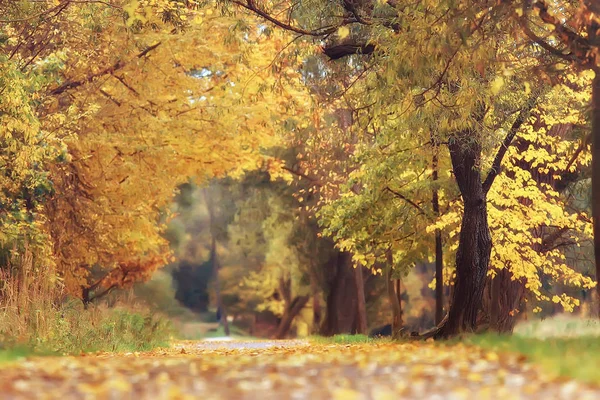 Jesienny Krajobraz Żółty Drzew Parku Jesień Jasny Pomarańczowy Las — Zdjęcie stockowe