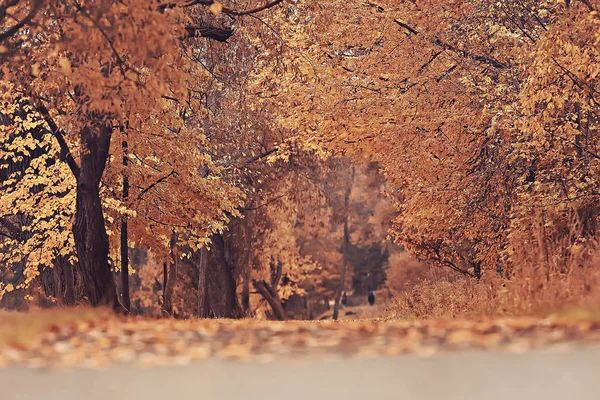 Autumn Landscape Yellow Trees Autumn Park Bright Orange Forest — Stock Photo, Image