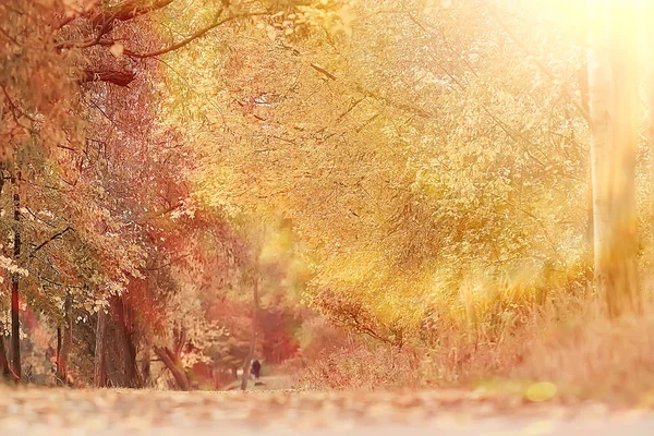 Krásná Krajina Babí Léto Žlutá Lesních Stromů Sluneční Paprsky — Stock fotografie