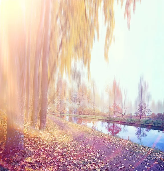 紅葉背景広場公園 ぼけボケ背景にぼやけ 秋の風景木黄色の葉と路地 秋休みだけの概念 — ストック写真