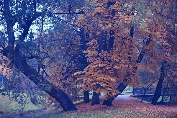 Sárga Őszi Erdős Táj Sárga Levelek Erdő Fák Gyönyörű Táj — Stock Fotó