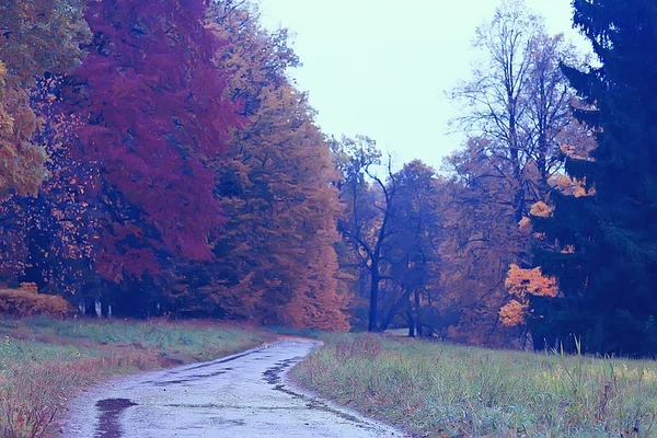 Hermoso Paisaje Otoño Árboles Amarillos Parque Otoño Bosque Naranja Brillante —  Fotos de Stock