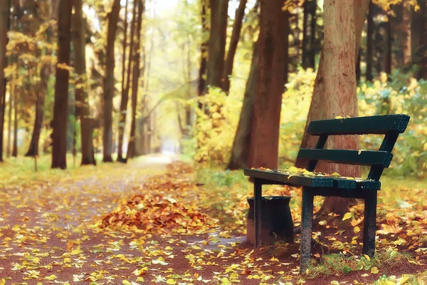 bench in autumn landscape / city park with orange trees on the branches, a street bench in autumn forest landscape,  alley. Concept of weekend in the city park