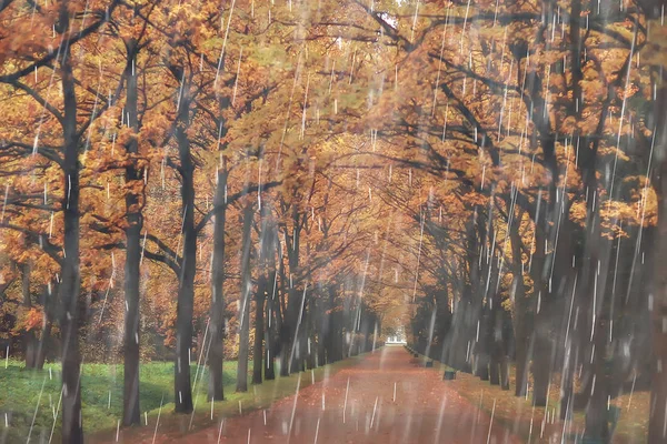 autumn park, rainy background / autumn landscape background rain texture in an October park, walk in bad weather, drops of water, windy weather, bad weather, sad mood