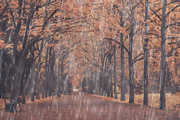 autumn park, rainy background / autumn landscape background rain texture in an October park, walk in bad weather, drops of water, windy weather, bad weather, sad mood