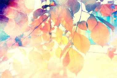 güzel sonbahar orman manzara. Park Orman, ağaç ve yaprak Ekim manzara sarı