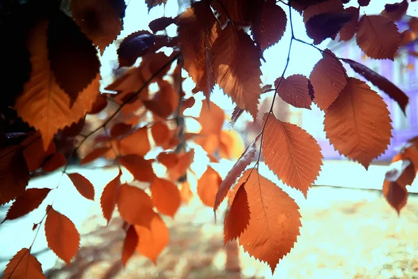 Красивый Осенний Лесной Пейзаж Желтый Лес Деревья Листья Октябрь Пейзаж — стоковое фото