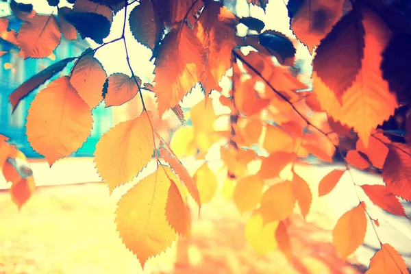 Mooie Herfst Boslandschap Gele Bos Bomen Bladeren Oktober Landschap Het — Stockfoto