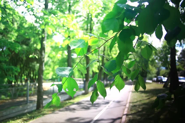 Paisaje Del Parque Verano Árboles Verdes Pasarela Parque Ciudad Verano —  Fotos de Stock