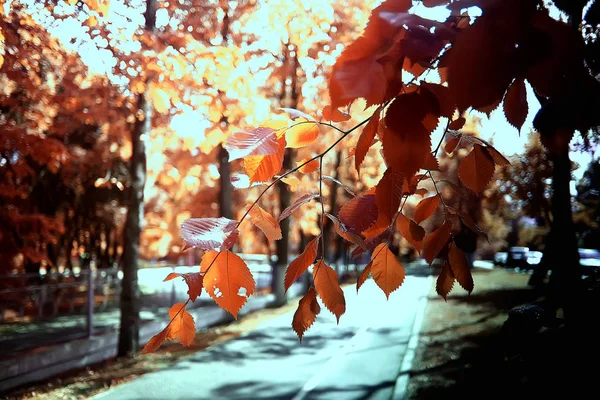Güzel Sonbahar Orman Manzara Park Orman Ağaç Yaprak Ekim Manzara — Stok fotoğraf