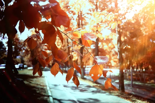 Schöne Herbstliche Waldlandschaft Gelber Wald Bäume Und Blätter Oktober Landschaft — Stockfoto