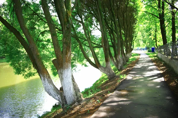 Summer Park Peyzajı Yeşil Ağaçlar Yaz Şehri Parkı Ndaki Yürüyüş — Stok fotoğraf