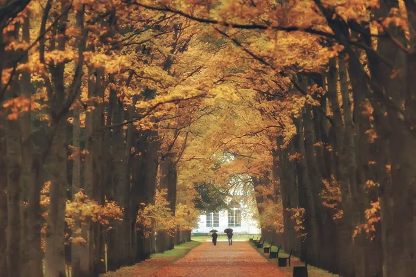 Пейзаж Осеннем Парке Деревья Желтой Листвой — стоковое фото