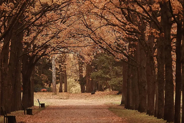 Осенняя Аллея Парке Осенняя Прогулка Городском Парке Выходные Одиночестве Концепция — стоковое фото