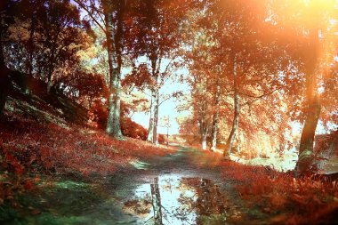 güzel sonbahar orman manzara. Park Orman, ağaç ve yaprak Ekim manzara sarı