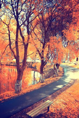 güzel sonbahar orman manzara. Park Orman, ağaç ve yaprak Ekim manzara sarı