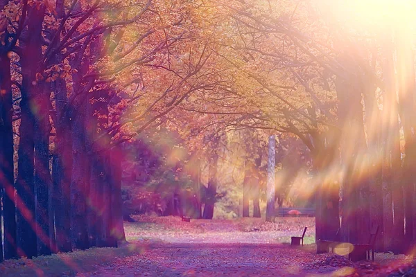 화창한가 나무에 Sunrays 라이트 오렌지에 풍경과 산책입니다 — 스톡 사진