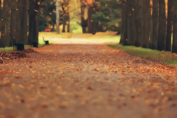 Fallen Yellow Leaves Background Blurred Yellow Autumn Background Leaves Ground — Stock Photo, Image