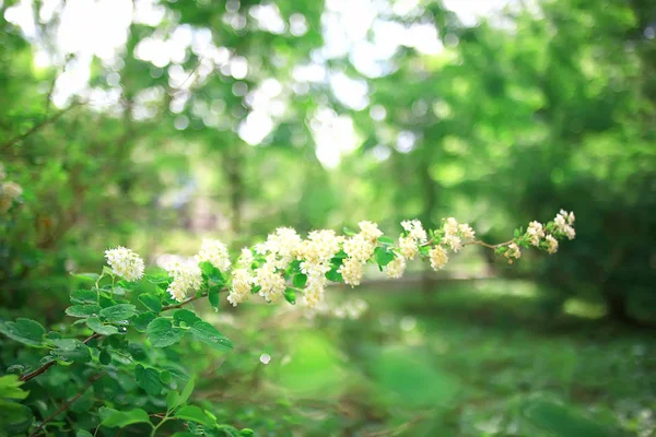 Letni Park Krajobraz Zielone Drzewa Chodnik Summer City Park — Zdjęcie stockowe