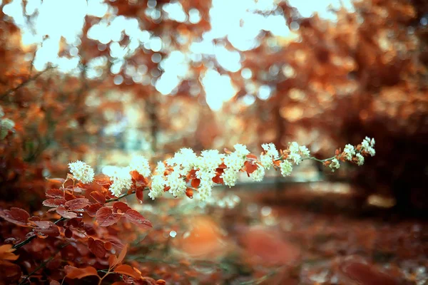 Beautiful Autumn Forest Landscape Yellow Forest Trees Leaves October Landscape — Stock Photo, Image