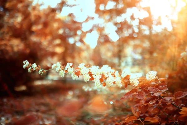Schöne Herbstliche Waldlandschaft Gelber Wald Bäume Und Blätter Oktober Landschaft — Stockfoto