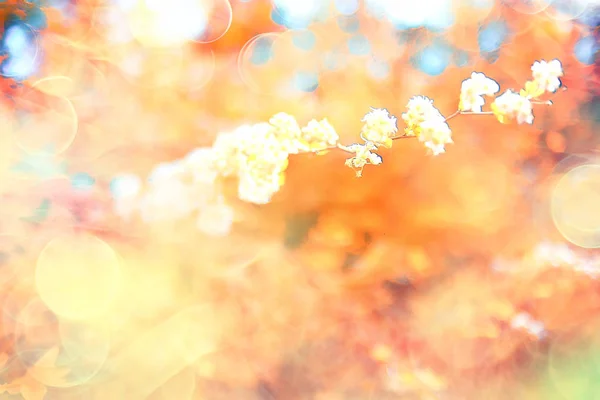 Schöne Herbstliche Waldlandschaft Gelber Wald Bäume Und Blätter Oktober Landschaft — Stockfoto