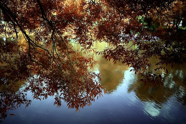 Mooie Herfst Boslandschap Gele Bos Bomen Bladeren Oktober Landschap Het — Stockfoto